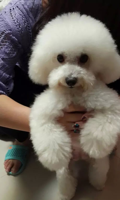 寻找心爱狗狗:一只白色小体型母的泰迪